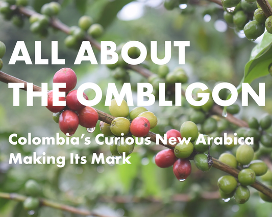 All About The Ombligon: Colombia’s Curious New Arabica Making Its Mark